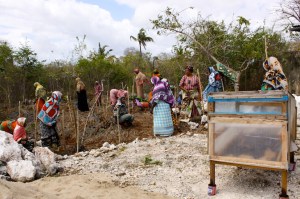Dada Coop Moringa planting