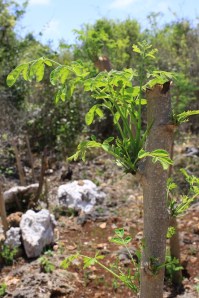 Moringa after 3 weeks