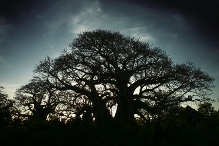 baobab1